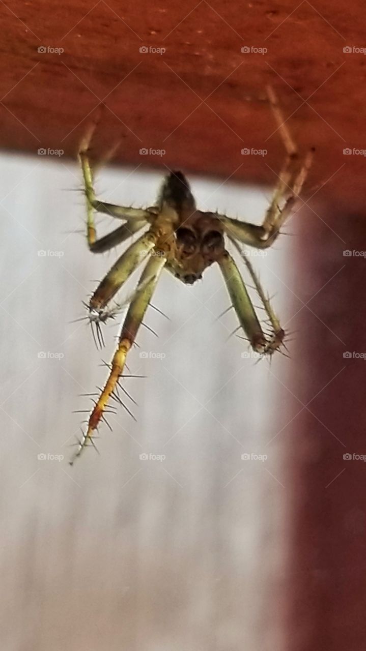 Tiny stretching spider