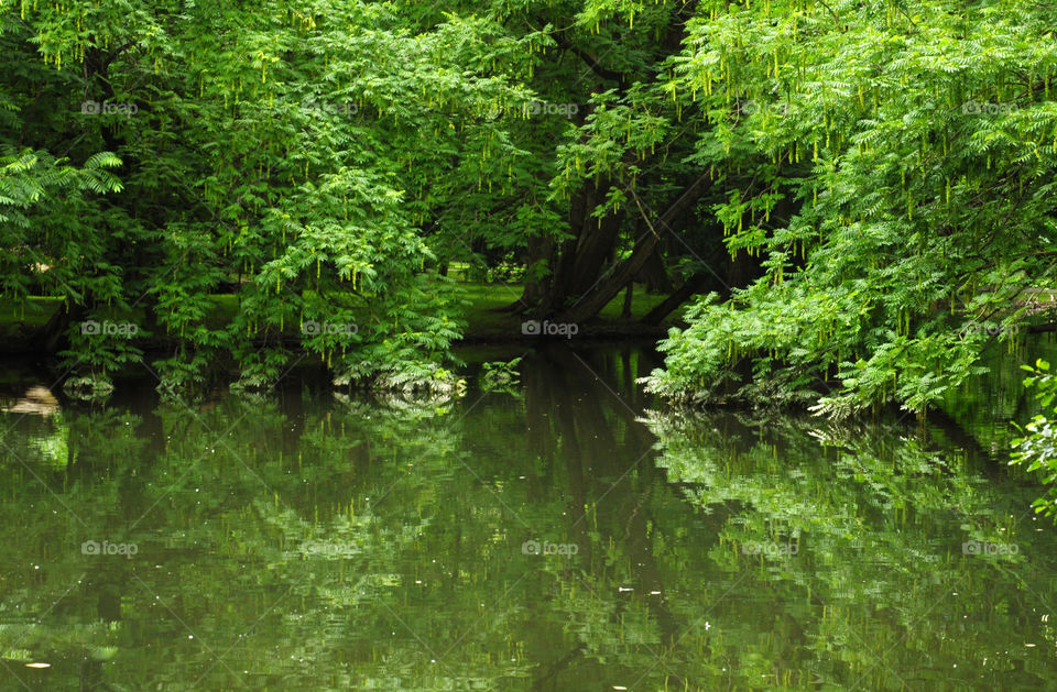 Reflection of forest on lake