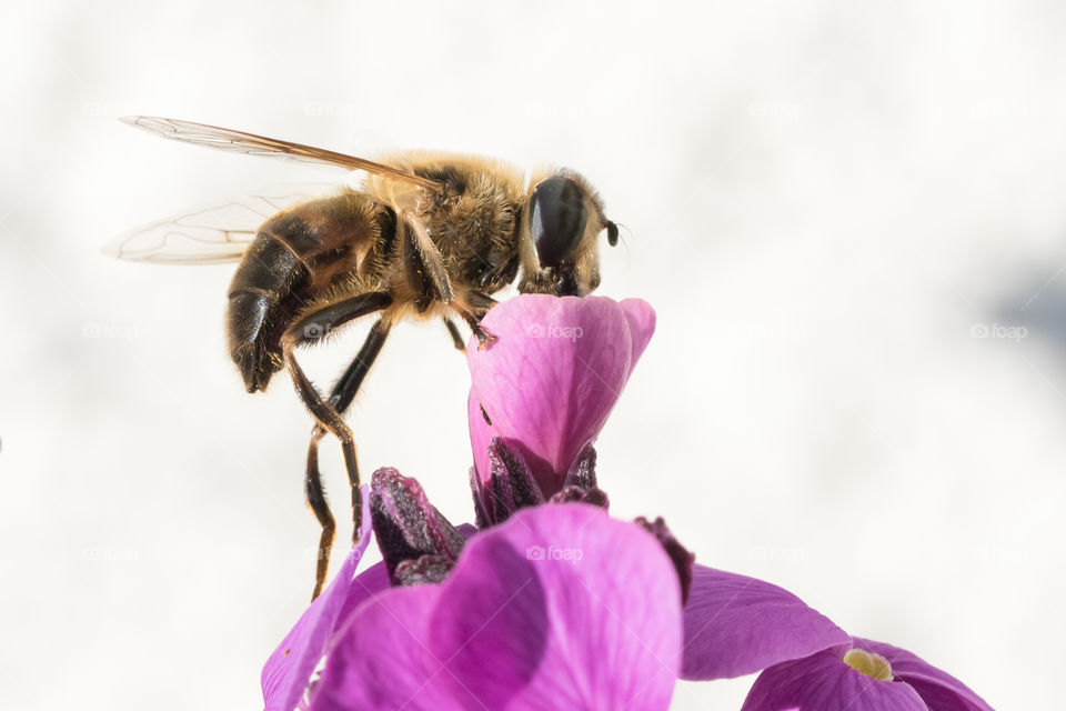 Bee collecting nectar from a purple flower 