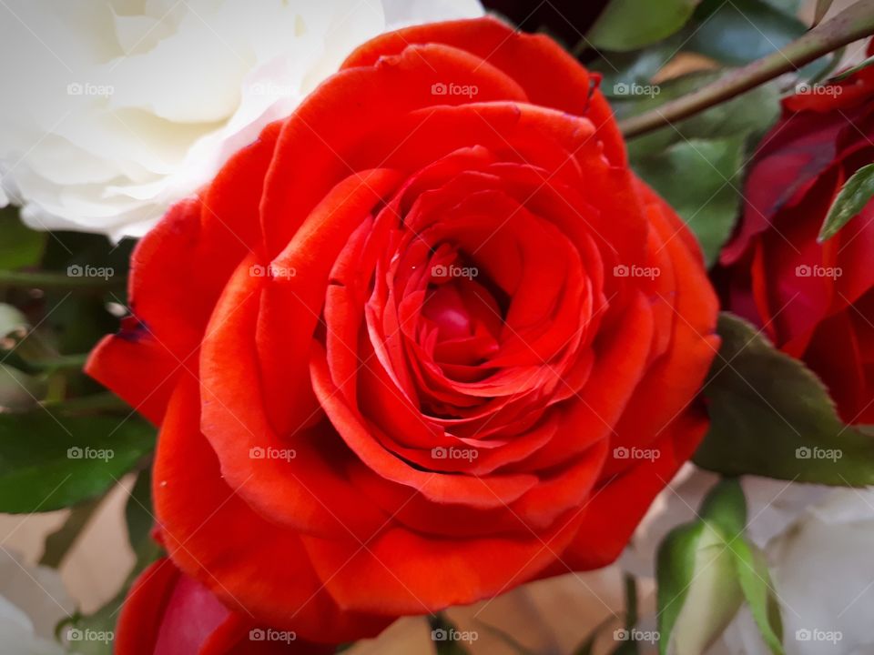 Red rose