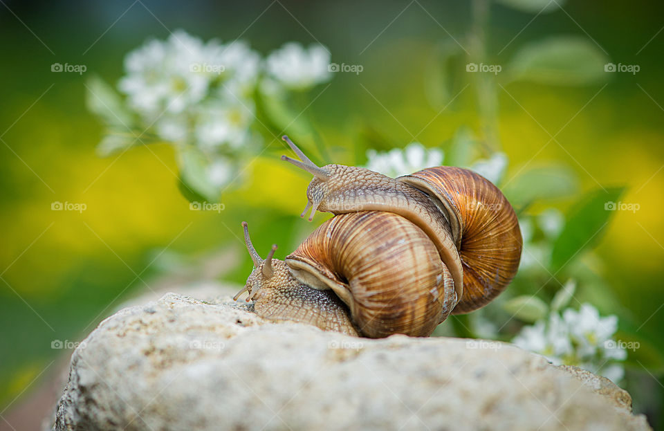 Snails love