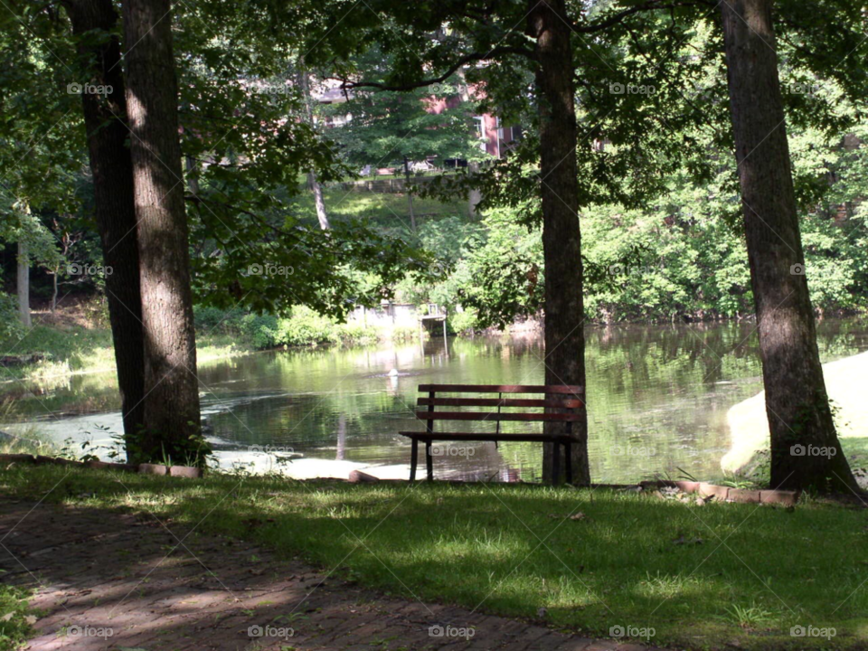 Tree, Wood, Landscape, Park, Nature