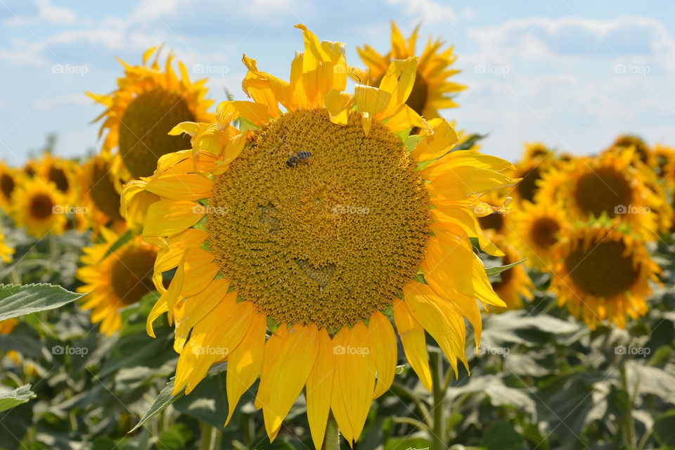 Sunflower, Nature, Flora, Flower, Summer