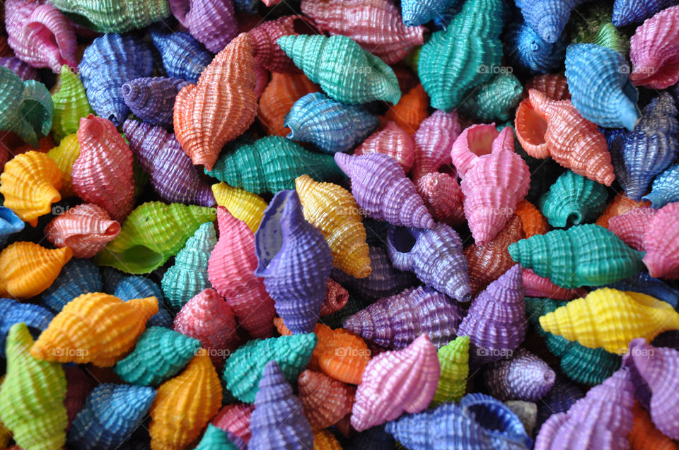 A colorful collection of seashells. Useful as a background pattern.