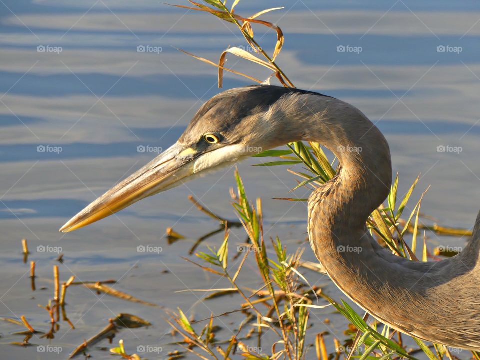 Birds & Bees - Nature in Motion - Birds in action by analyzing their movements, vocalization, and even behavior. Birds steer mainly with their tails, and some use their wings for precise maneuvers