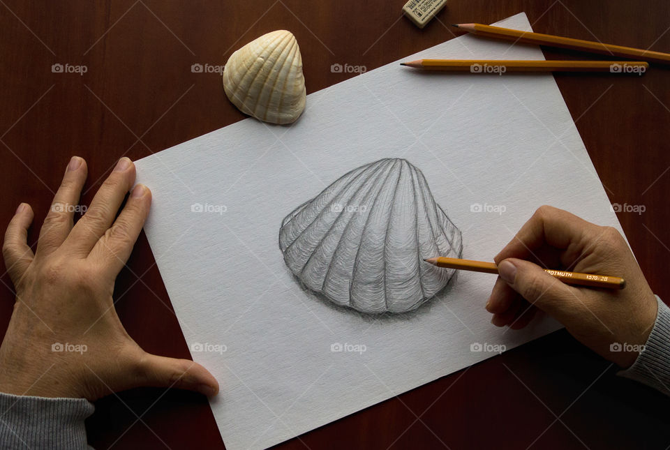 sketch of seashells