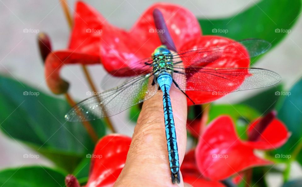 Dragonfly