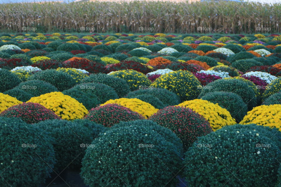 Mums the Word. Chrysanthemums garden show off the fall colors. 