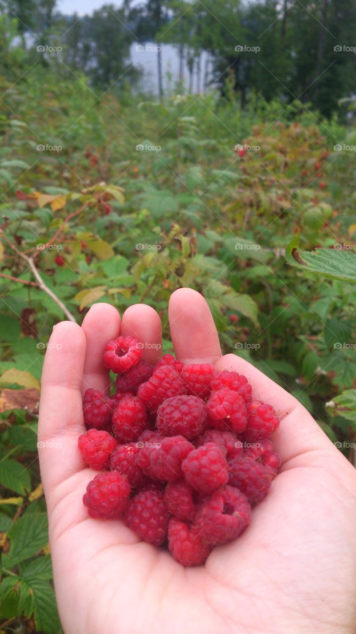 Close-up of raspberry