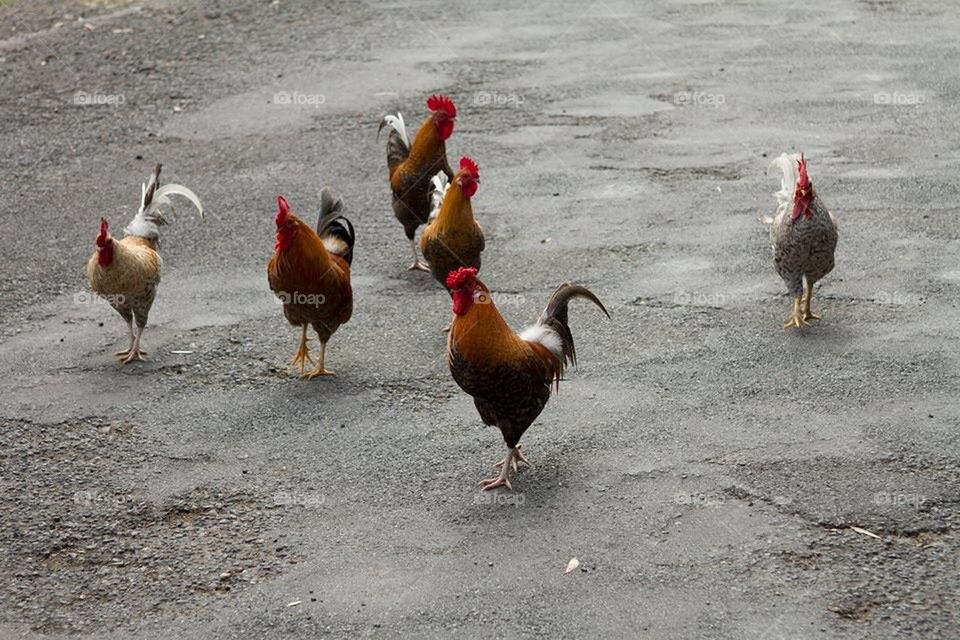 Chooks on the road