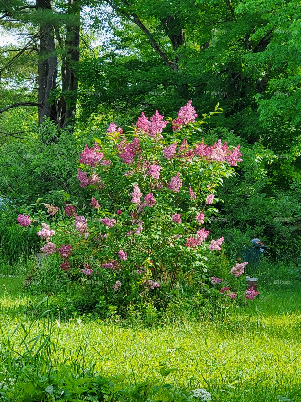 lilacs, fresh, spring, New York, perfume