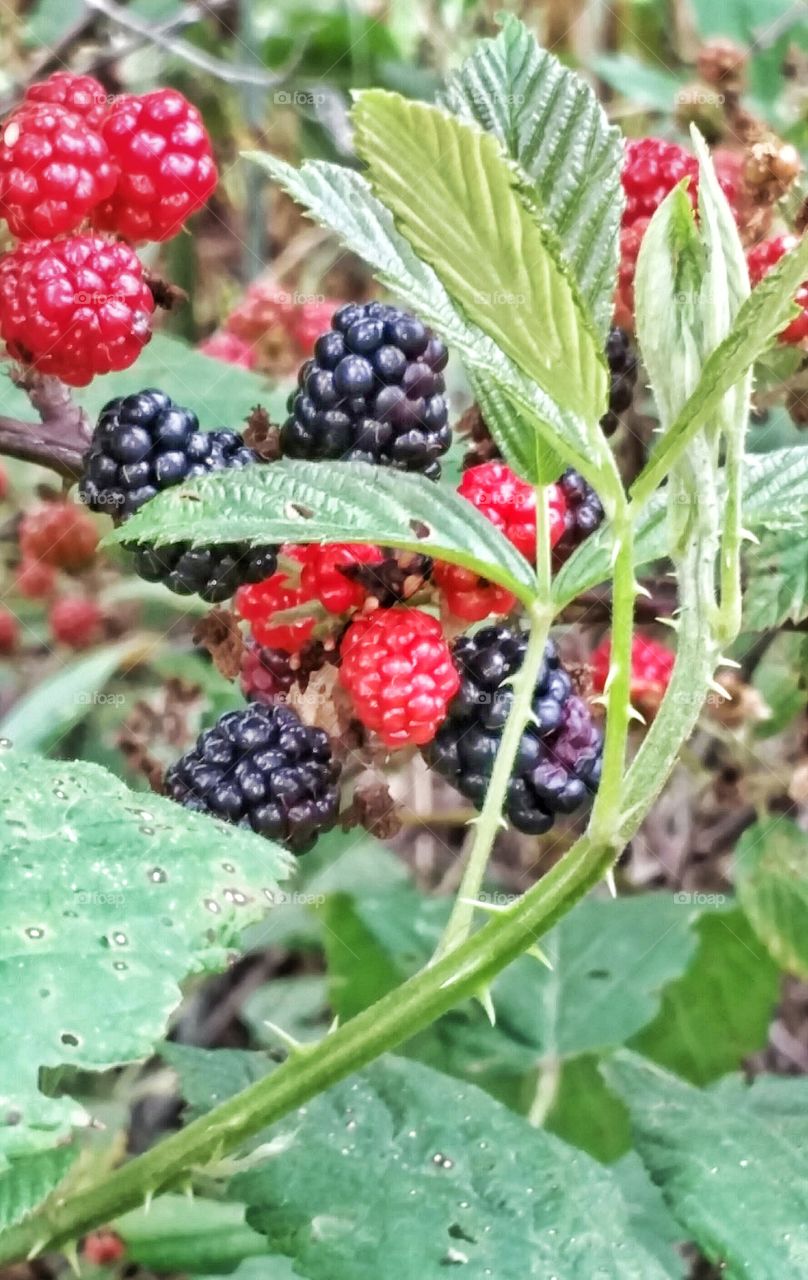 wild berries on the vine