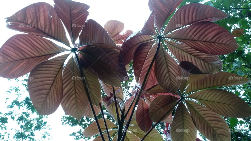 DAS NATUR, NATÜRLICHES LICHT, UMWELT, PFLANZENWELT, SONNENLICHT, BÄUME, BLÜTEZEIT, GUTES WETTER, HIMMELBLAU Haaallooouuu liebe freunde
Woooow! Wunderbar!!!👍👍👍💙
Ich gebe da 5 große sterne ⭐⭐⭐⭐⭐ warum habt Wunderbar ...