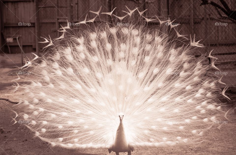 White peacock