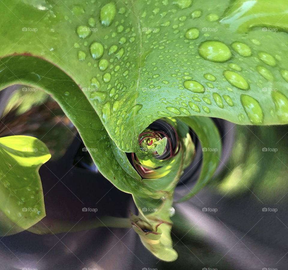 Abstract macro of green leaf with rain drops