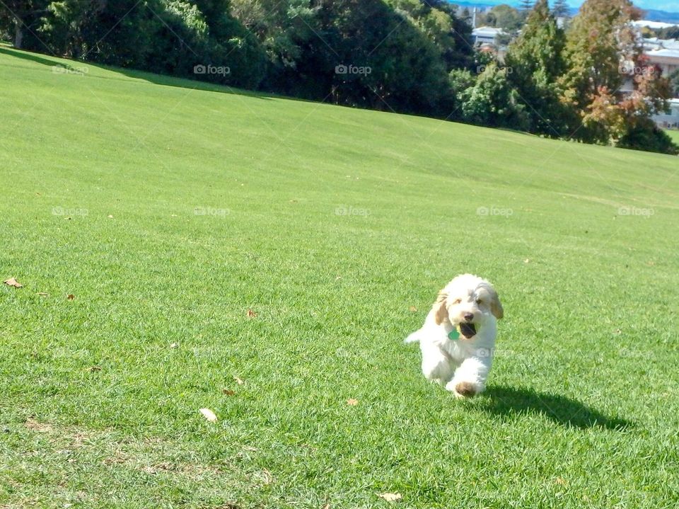 Young furry light coloured furry puppy runs forward on a green grassy field during a bright sunny day 