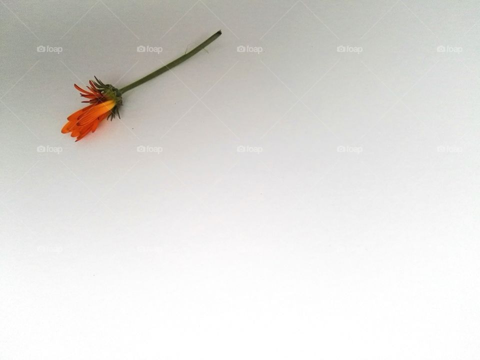 Dry flower on white background