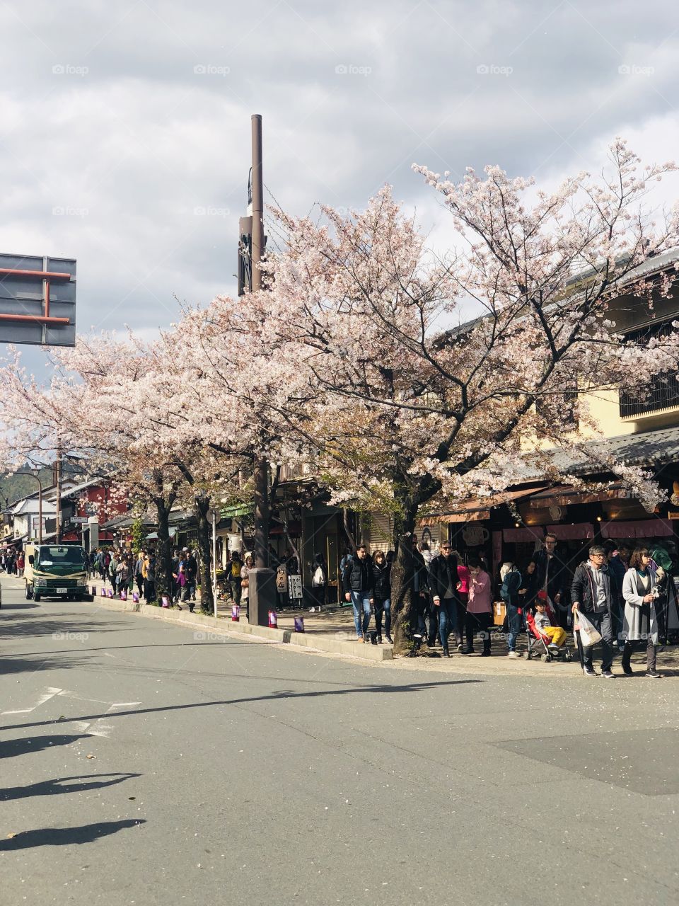 Cherry blossoms on the road