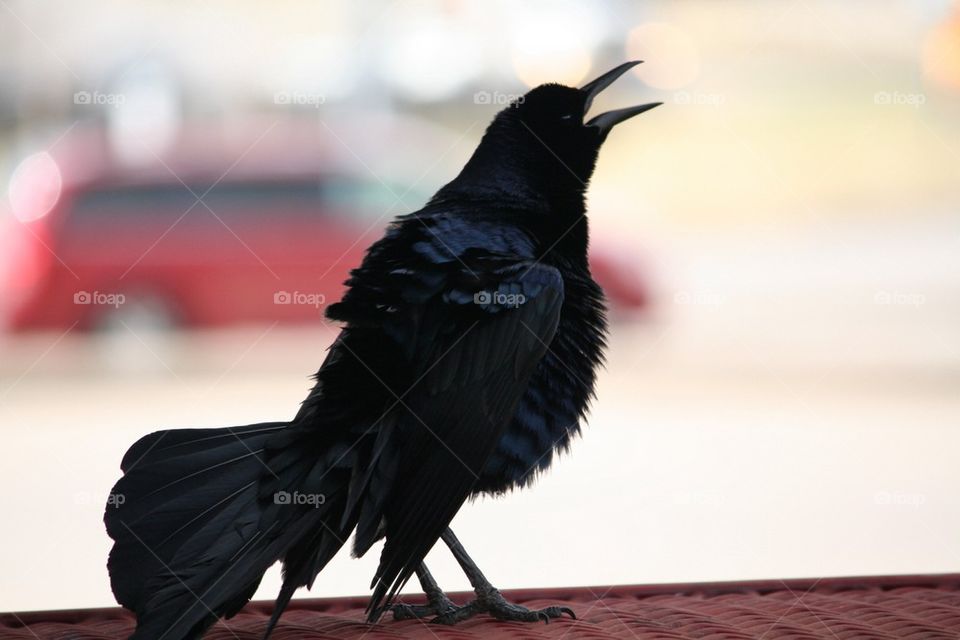 Blackbird Grackle