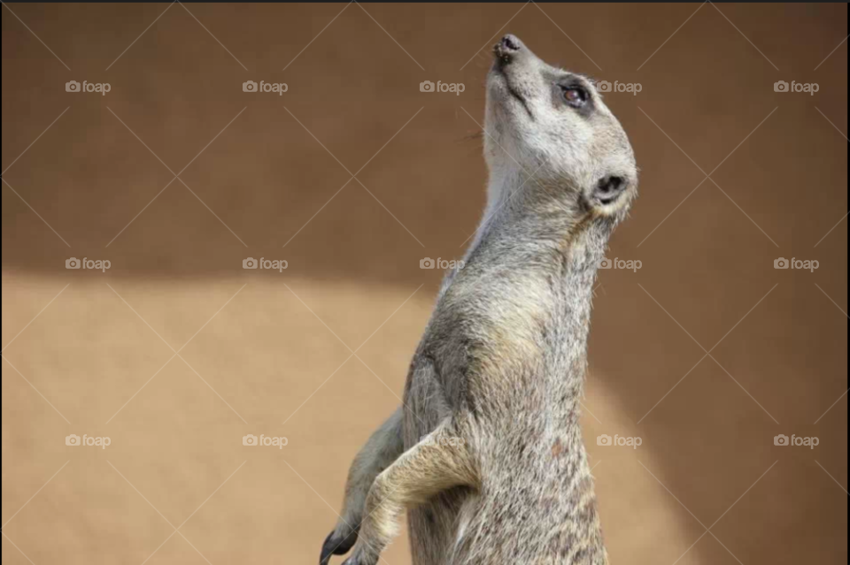 meerkat