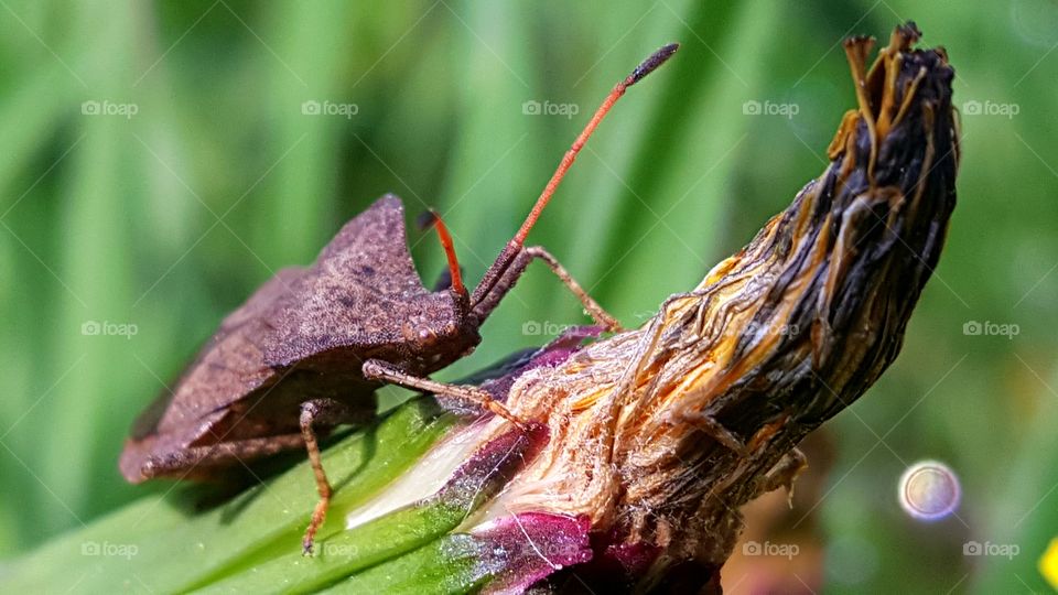 A bug on a closed dandelion flower.
