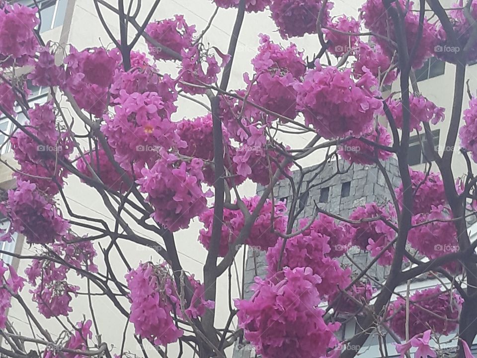Flores roxas da Liberdade 3 - São Paulo