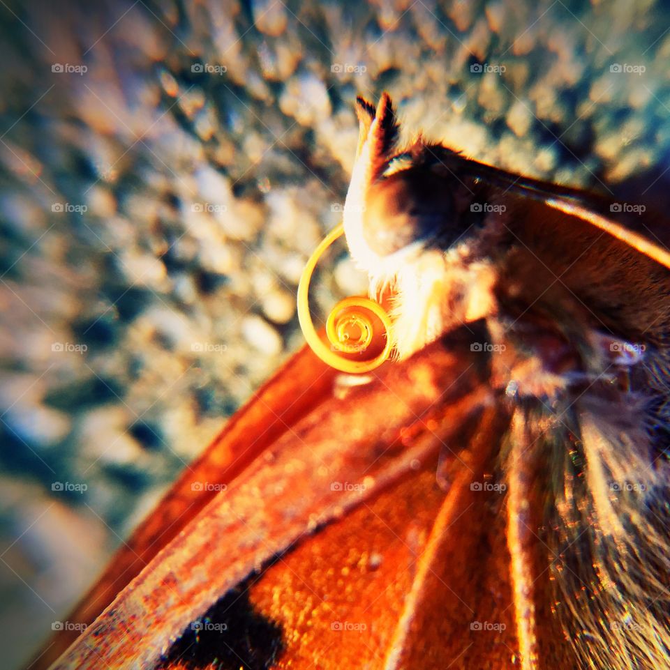 Butterfly proboscis in profile