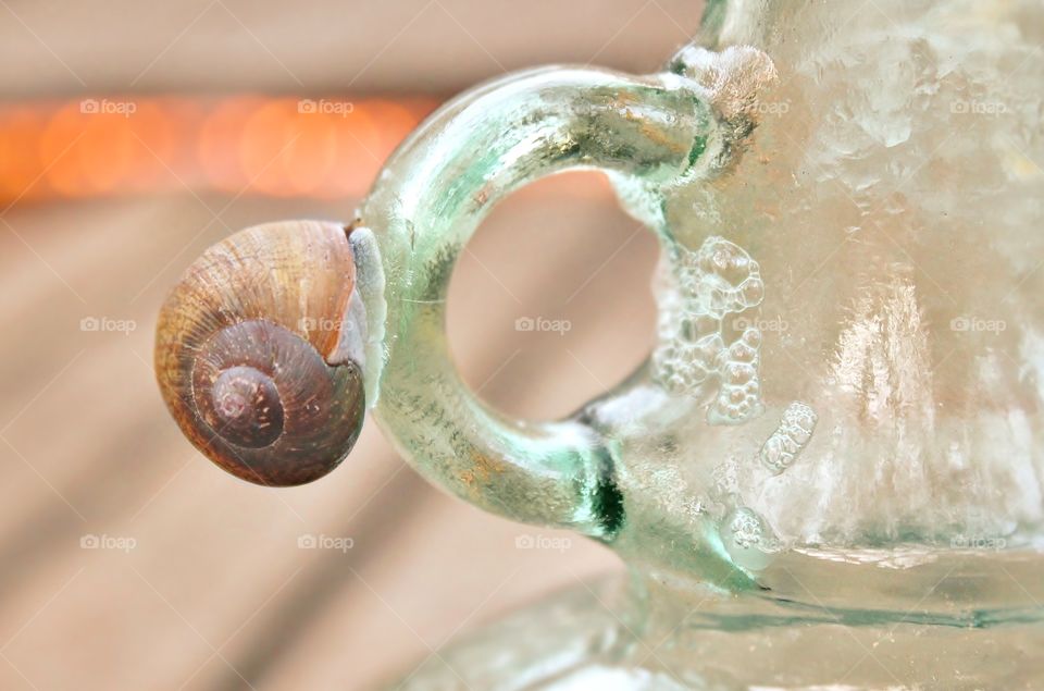 Snail climbing a glass jug
