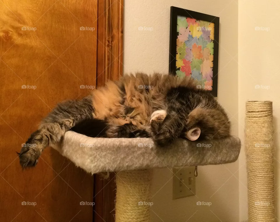 Lazy cat 