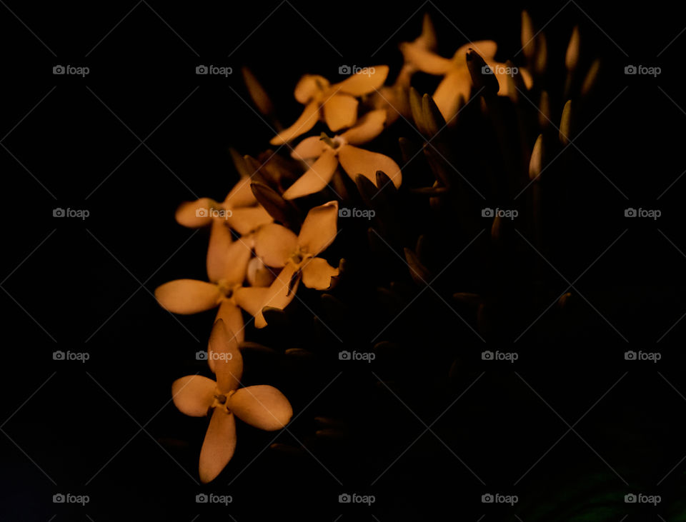 Floral photography - Jungle Geranium