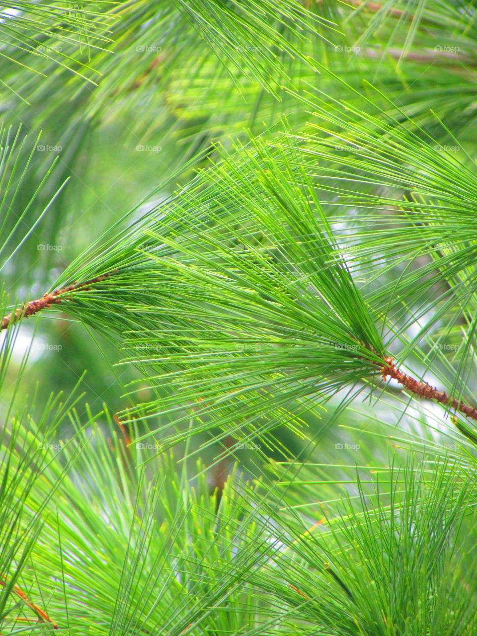 Greenery, botany , textures