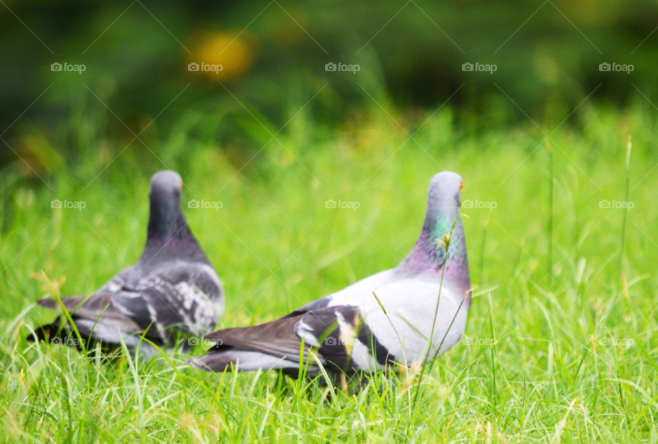 birds love bird pigeon by supong