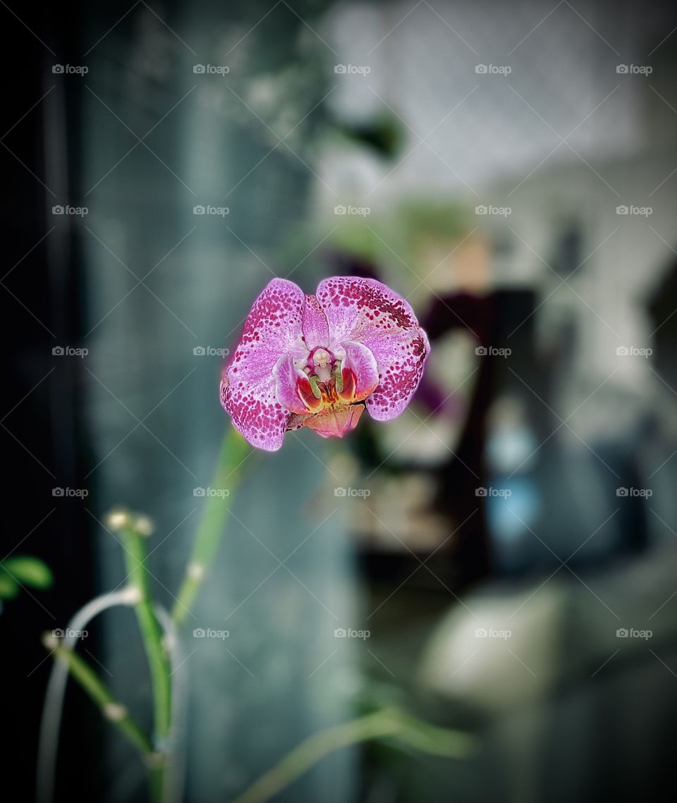 Orchid