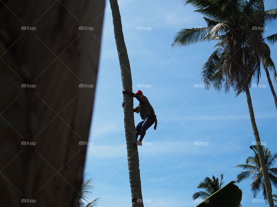 Coconut harvesting