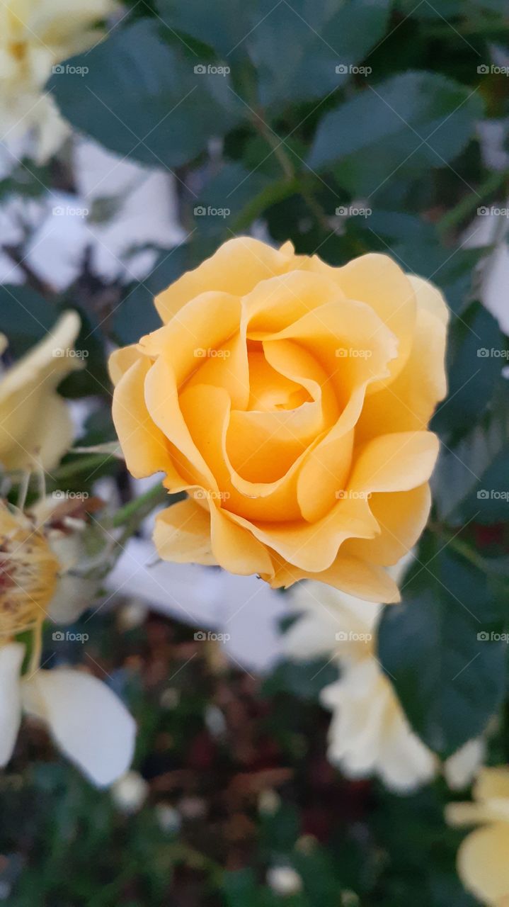 Winter in Bloom