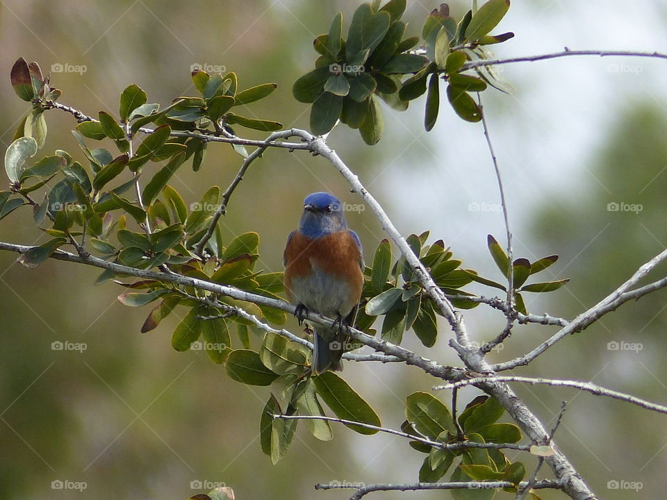 Beautiful blue bird on branch