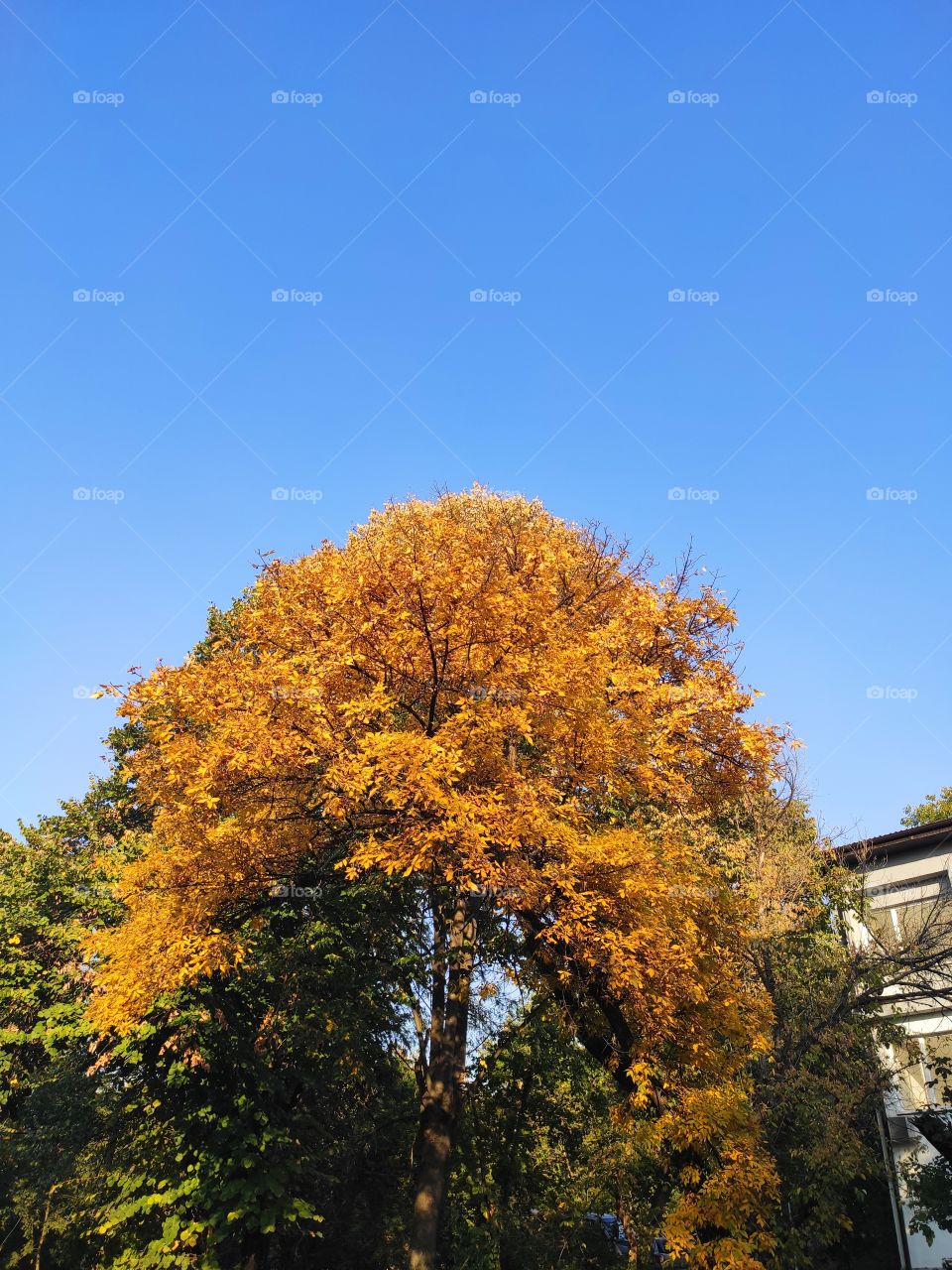 Tree canopy in autumn