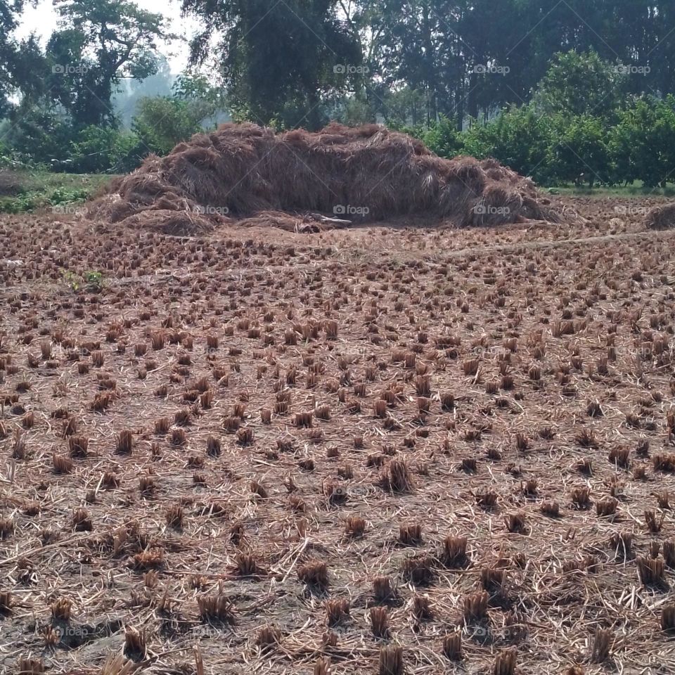 Paddy farming
