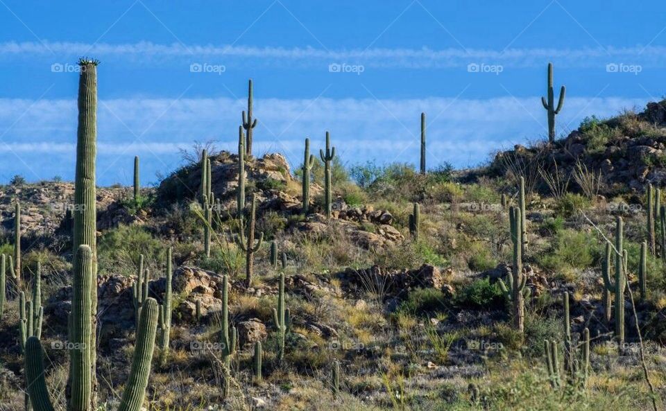 Saguaro Desert Landscape