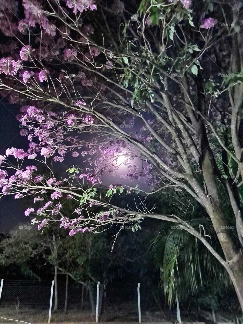 lua cheia iluminando o ipê rosa