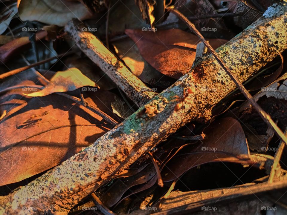 Red ants on the ground in the garden