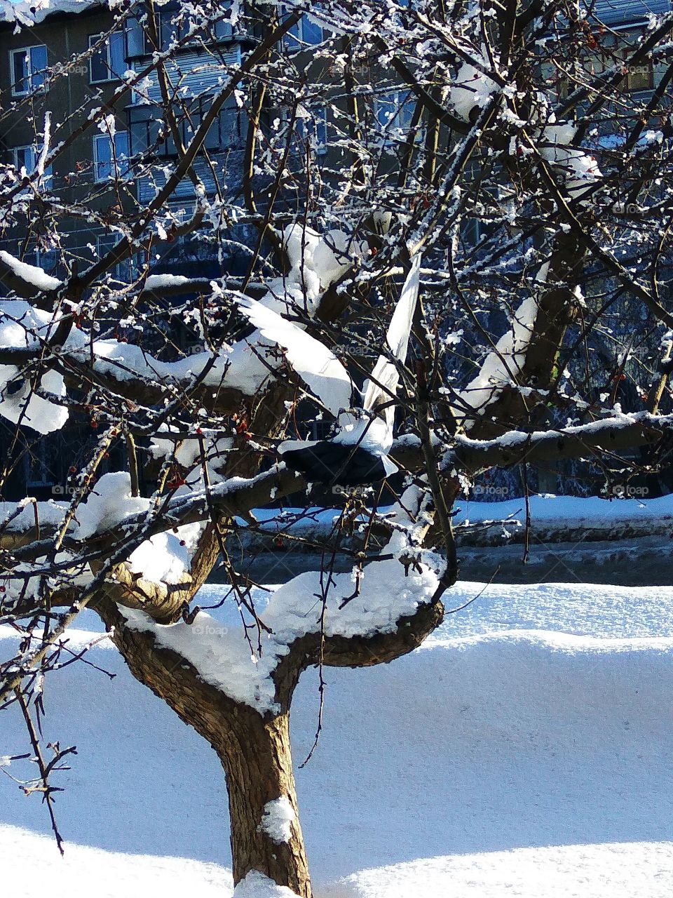 Winter landscape. City road.  Snowbanks. Apple tree.  White dove.