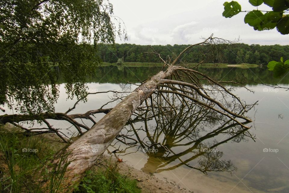 Reflection of a tree