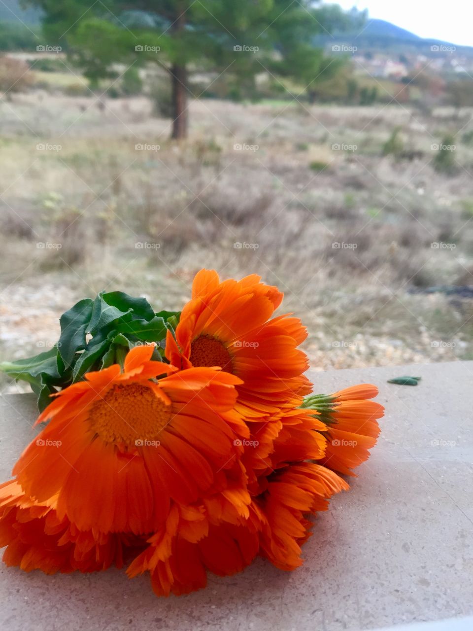 Calendula makes happy