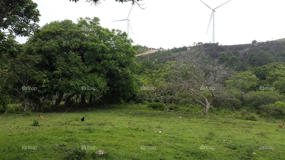 Montañas, paisaje, eolica, naturaleza, arboles, calma