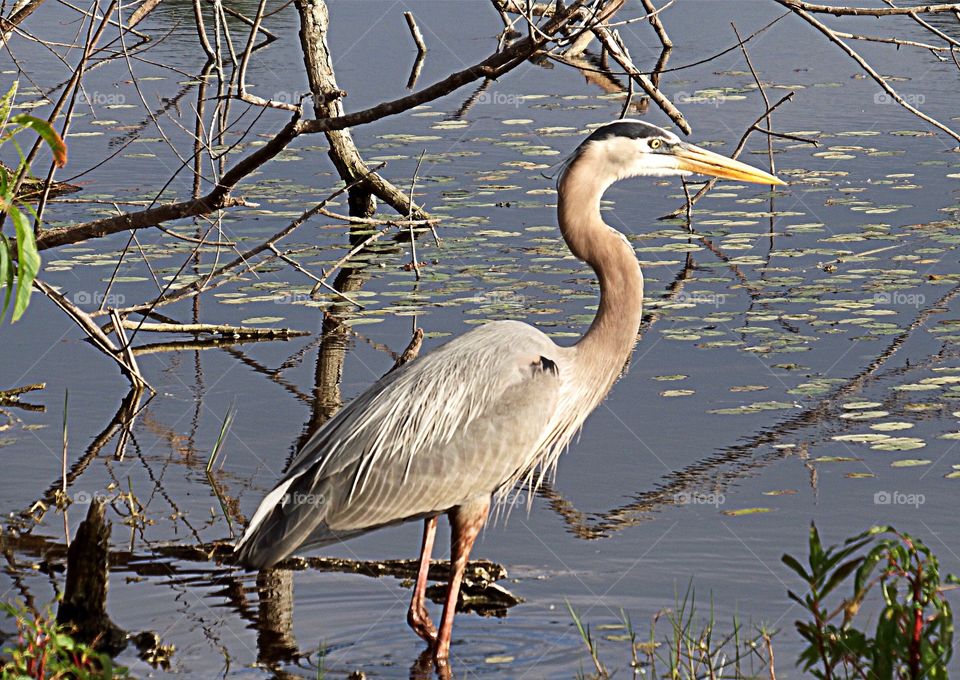 Great Blue Heron