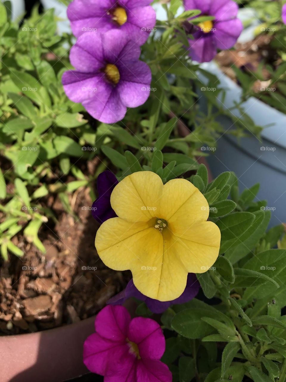 Petunias 