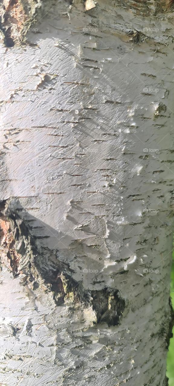 Birch trunk pattern