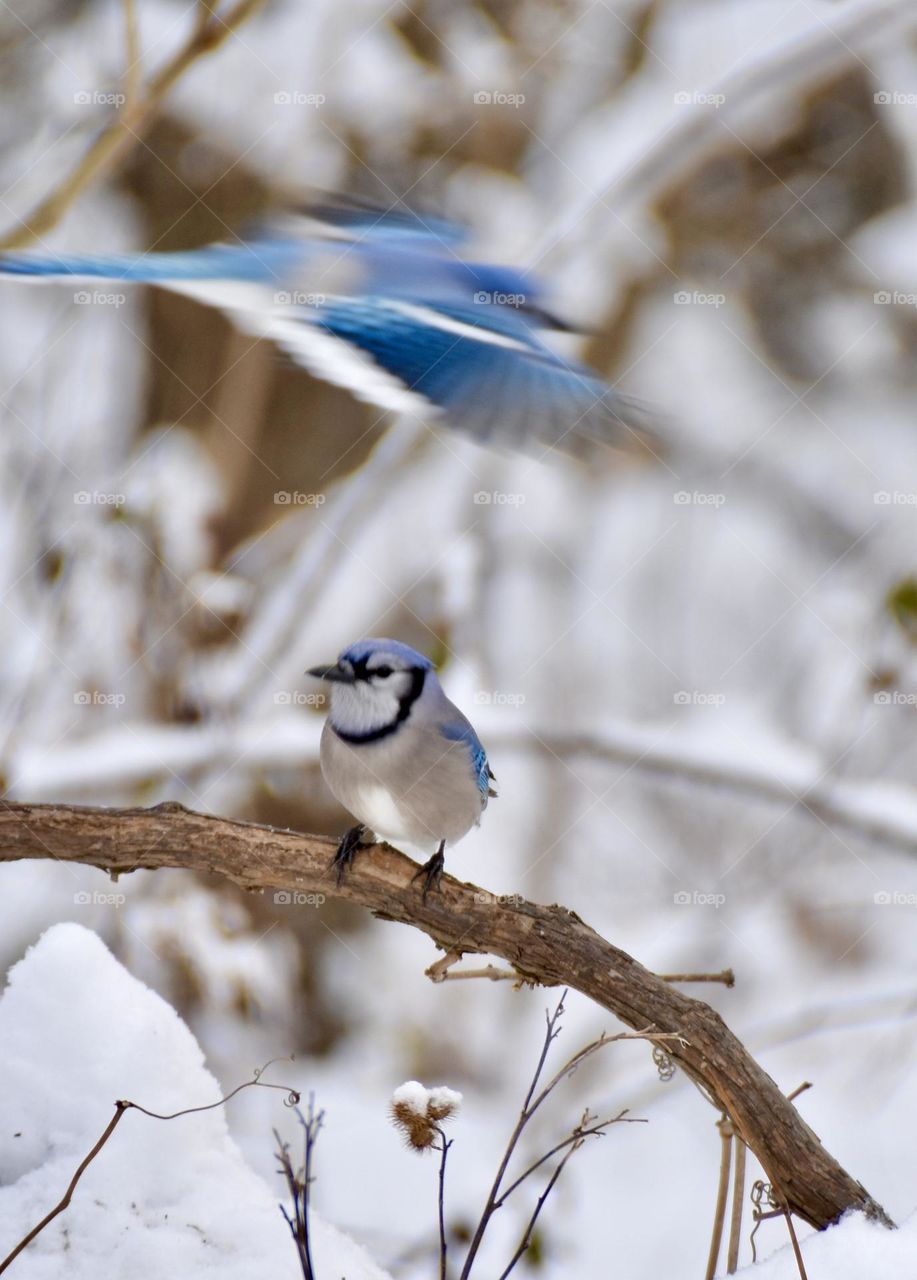 Blue jay on a branch, blue jay flying in winter 
