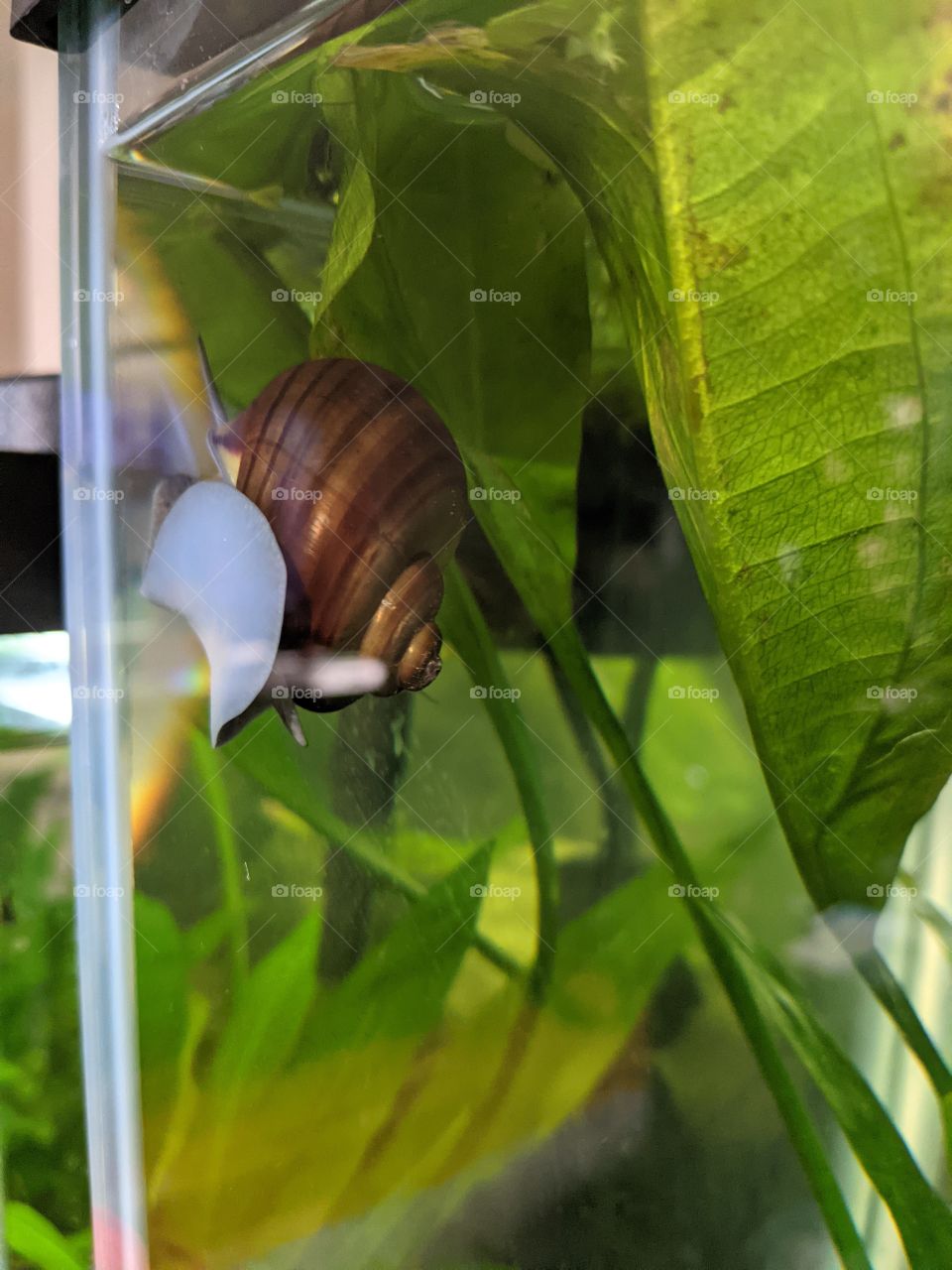 Brown Mystery Snail